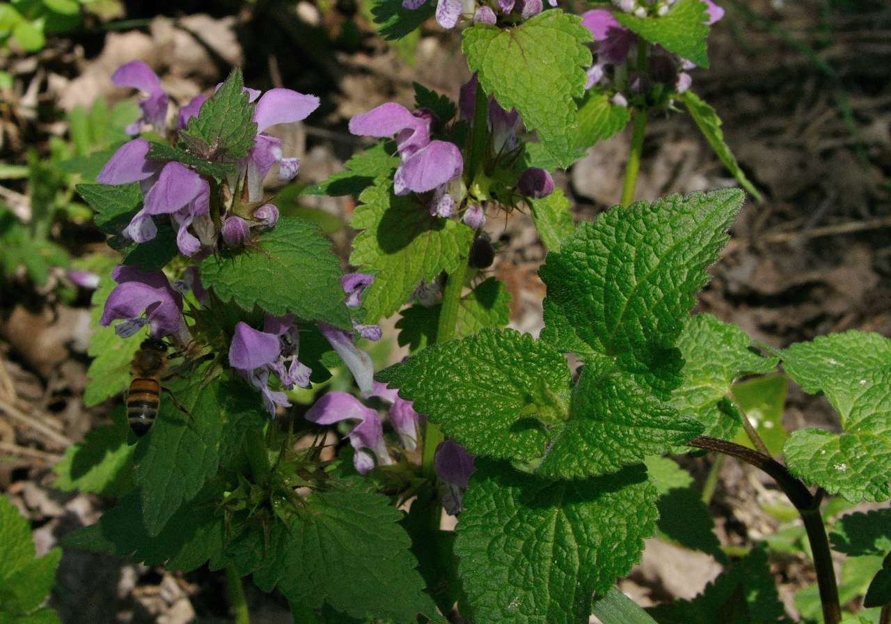 Lamium maculatum